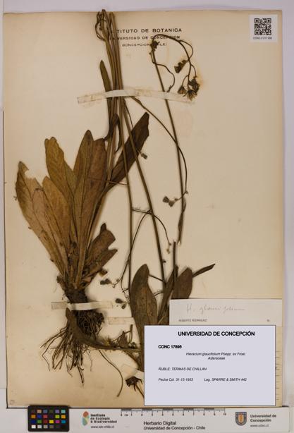 Hieracium glaucifolium [Espécimen: UDEC:CONC:0017895]