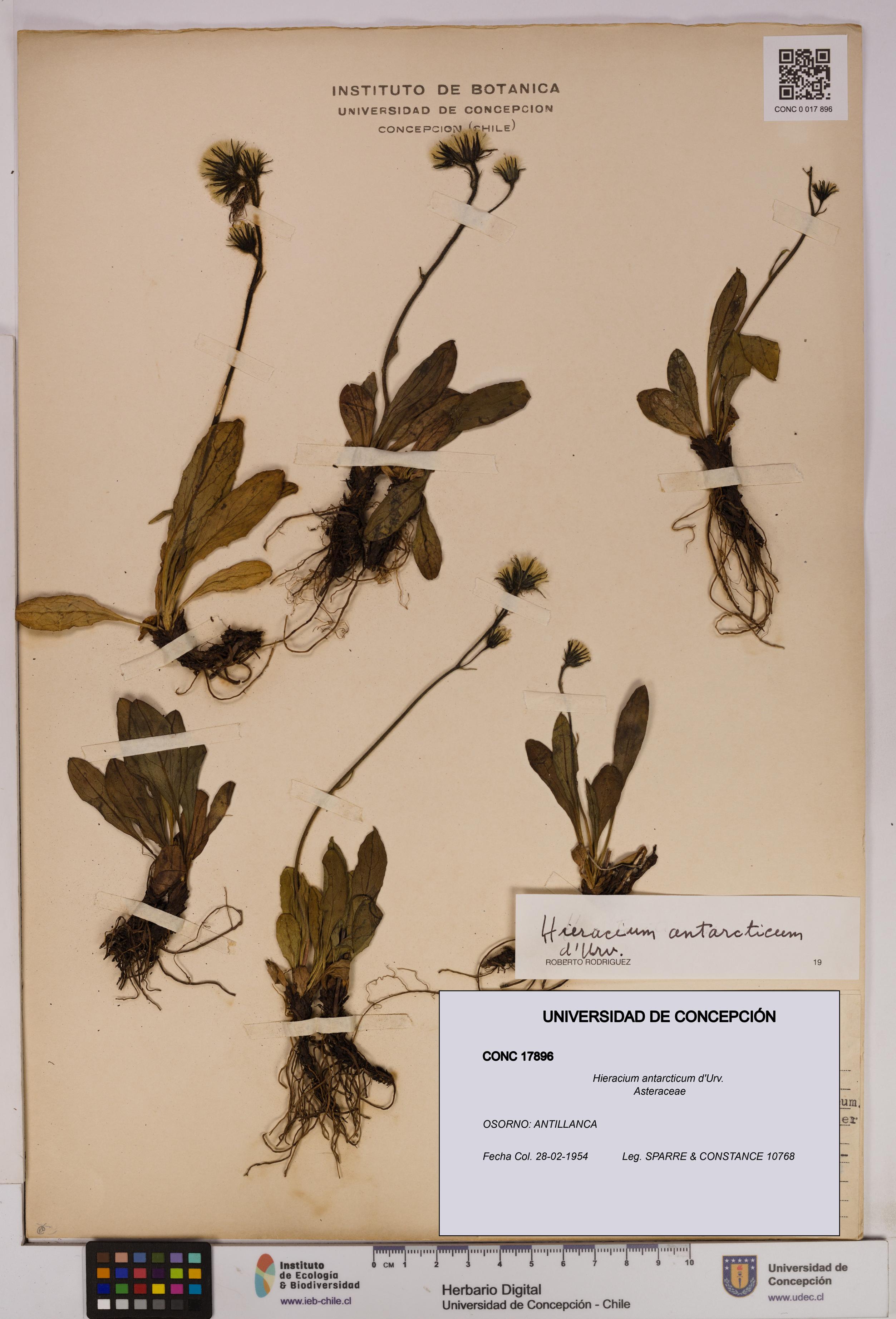 Hieracium antarcticum [Espécimen: UDEC:CONC:0017896]