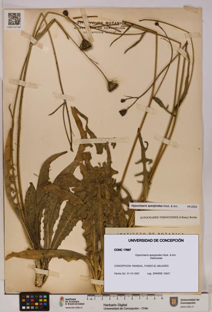 Hypochaeris apargioides [Espécimen: UDEC:CONC:0017897]