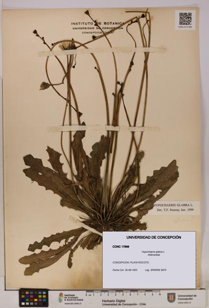 Hypochaeris glabra [Espécimen: UDEC:CONC:0017898]