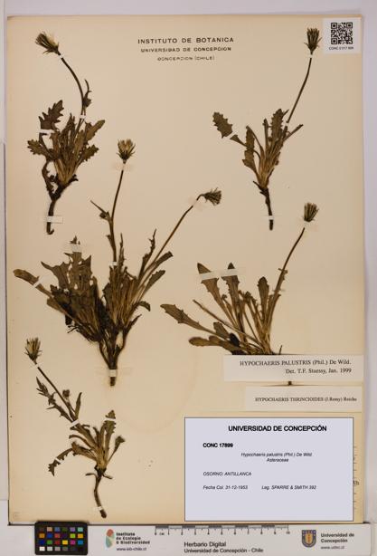 Hypochaeris palustris [Espécimen: UDEC:CONC:0017899]