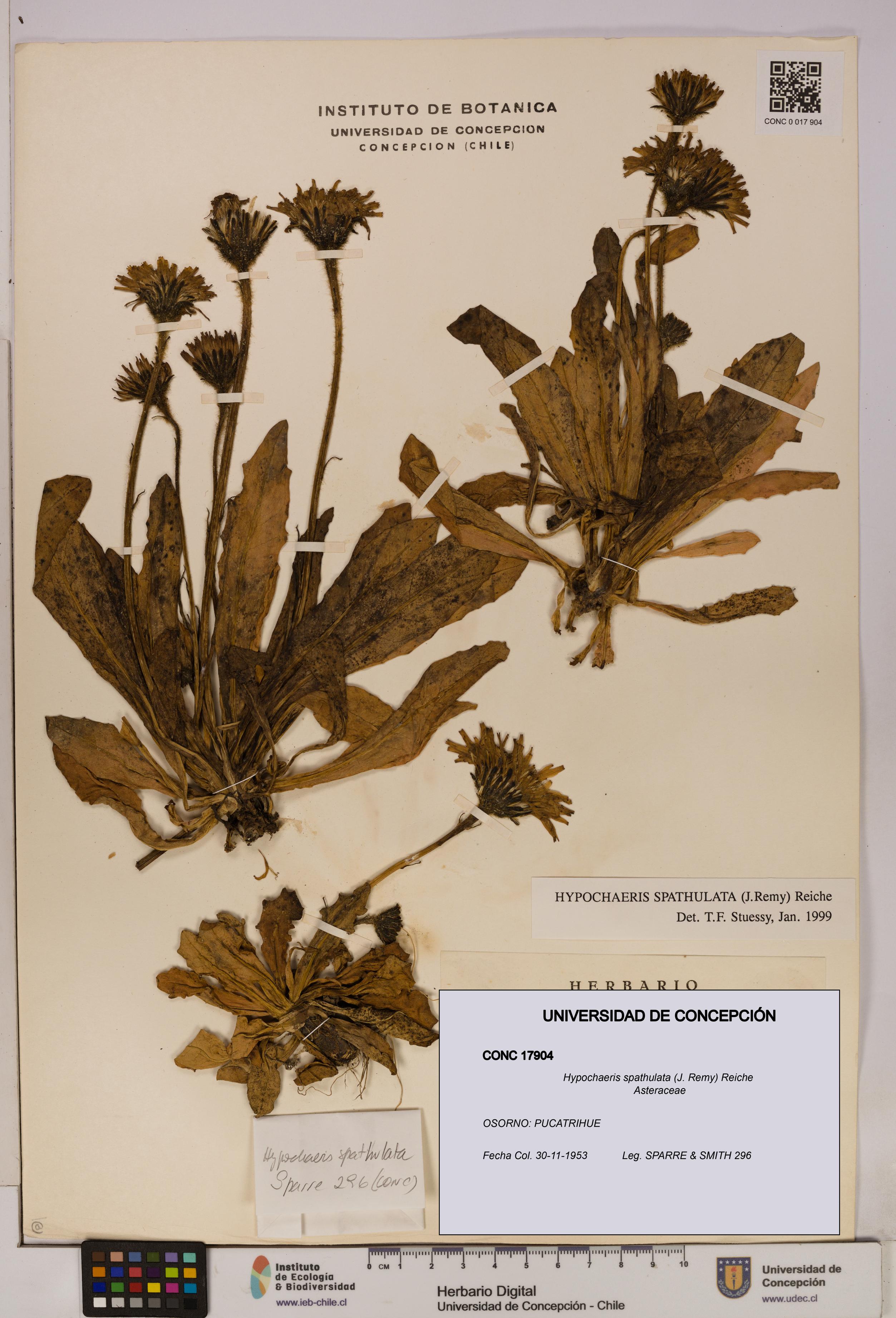 Hypochaeris spathulata [Espécimen: UDEC:CONC:0017904]