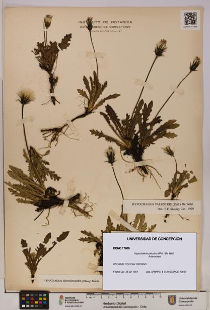Hypochaeris palustris [Espécimen: UDEC:CONC:0017905]