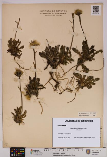 Perezia pedicularidifolia [Espécimen: UDEC:CONC:0017906]
