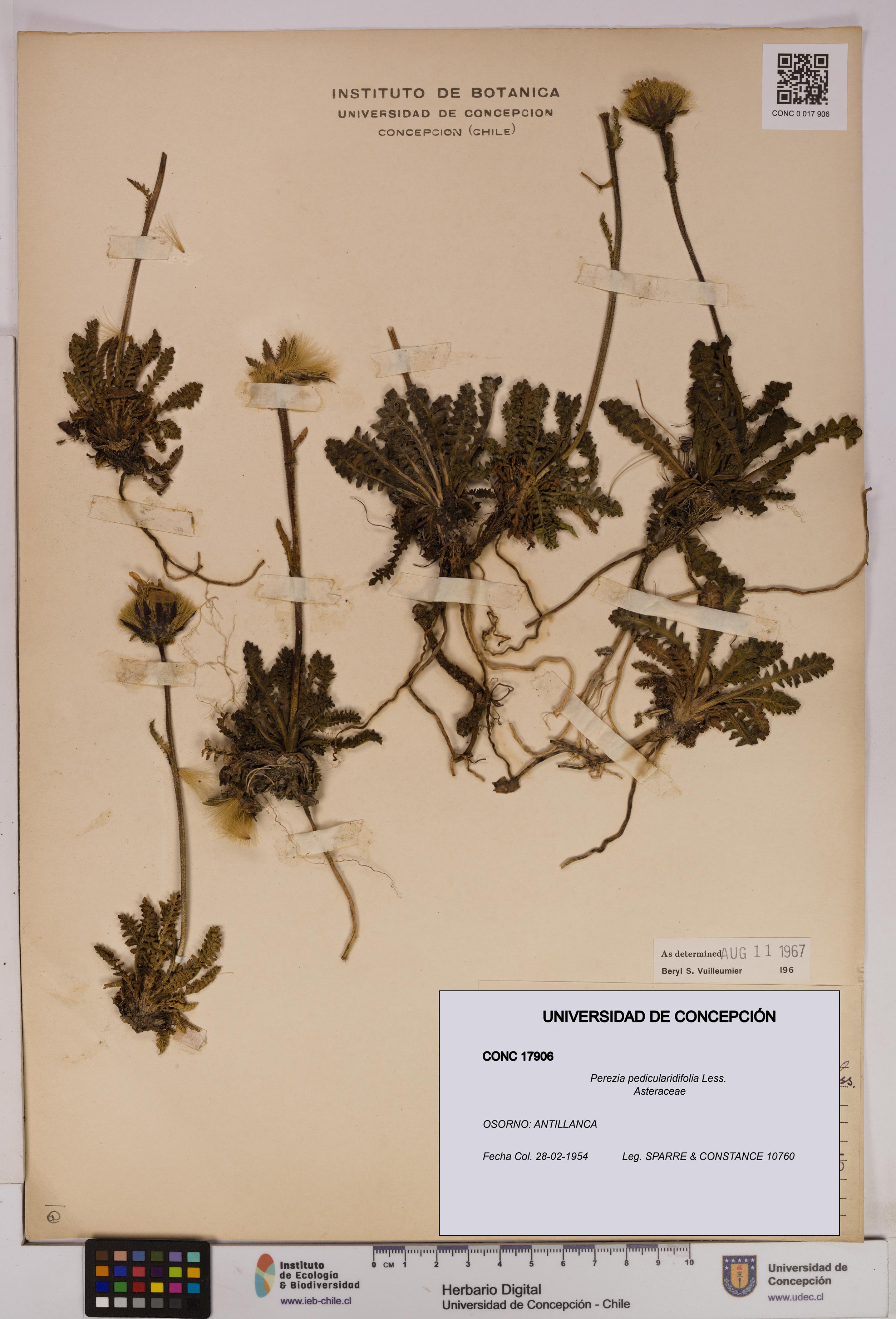 Perezia pedicularidifolia [Espécimen: UDEC:CONC:0017906]