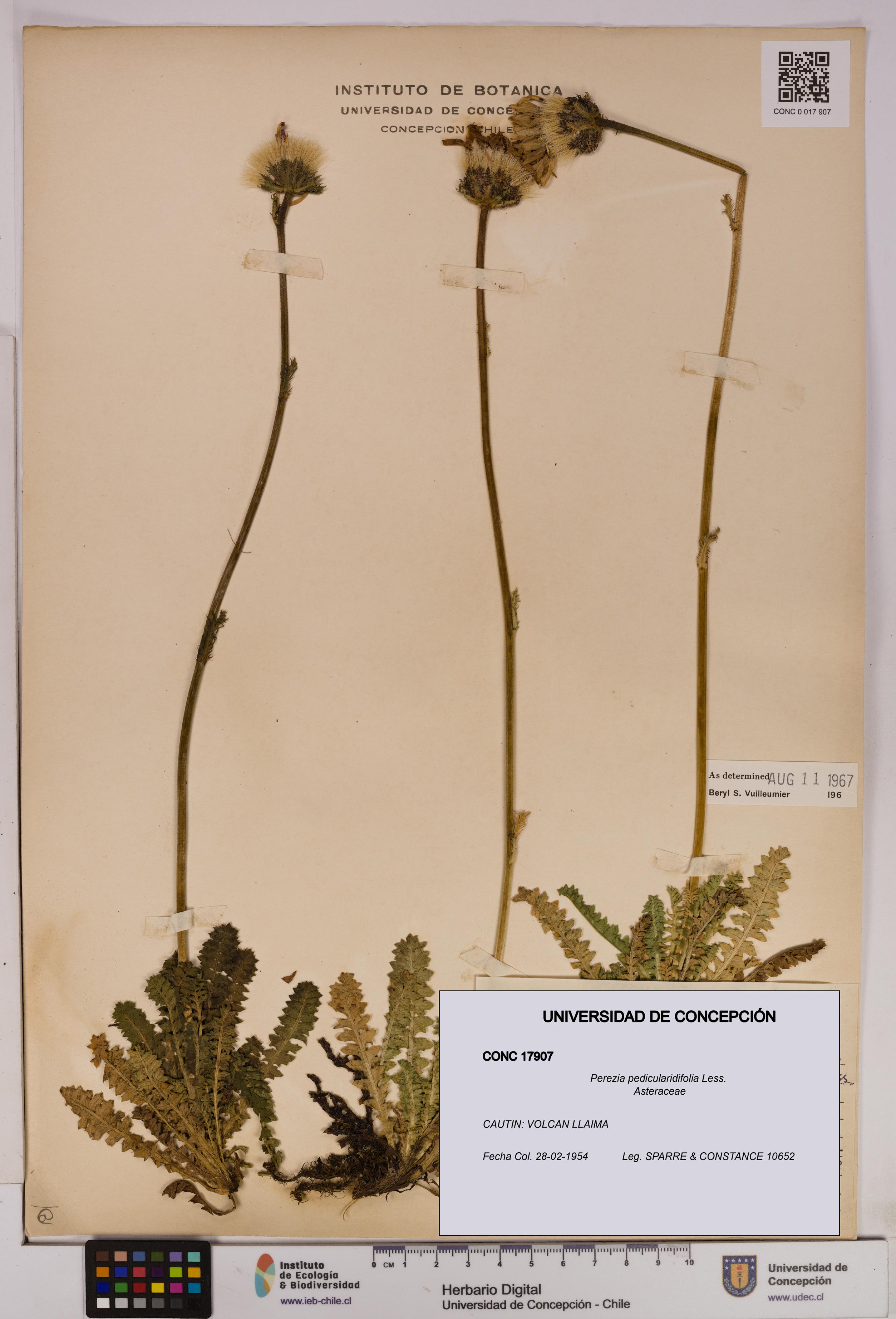 Perezia pedicularidifolia [Espécimen: UDEC:CONC:0017907]