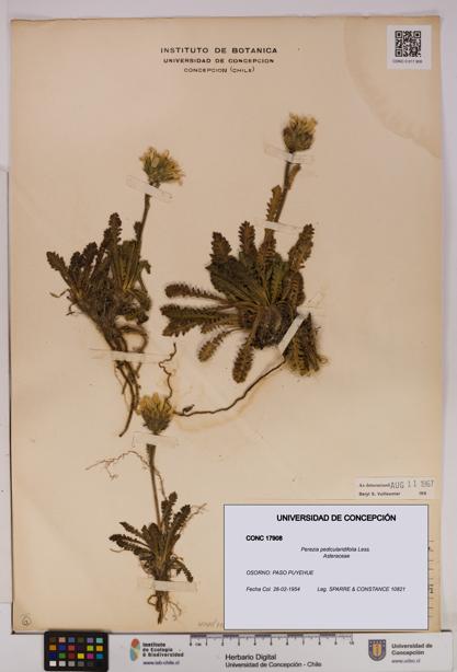 Perezia pedicularidifolia [Espécimen: UDEC:CONC:0017908]