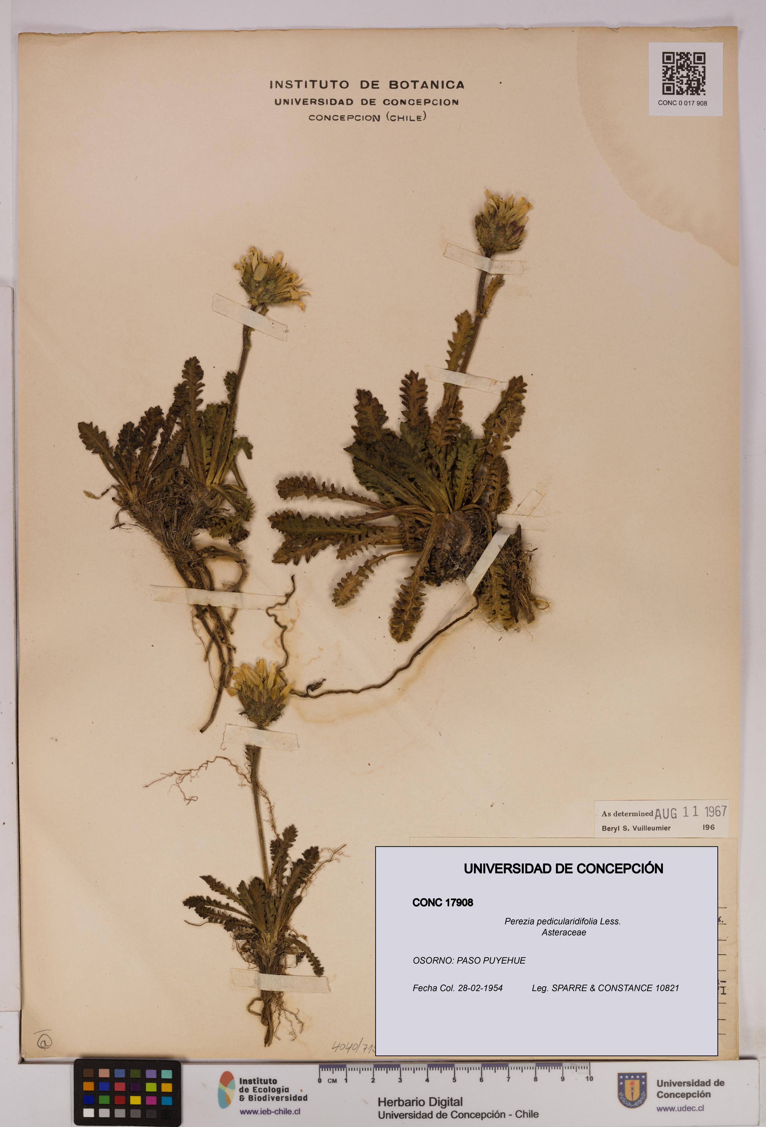 Perezia pedicularidifolia [Espécimen: UDEC:CONC:0017908]