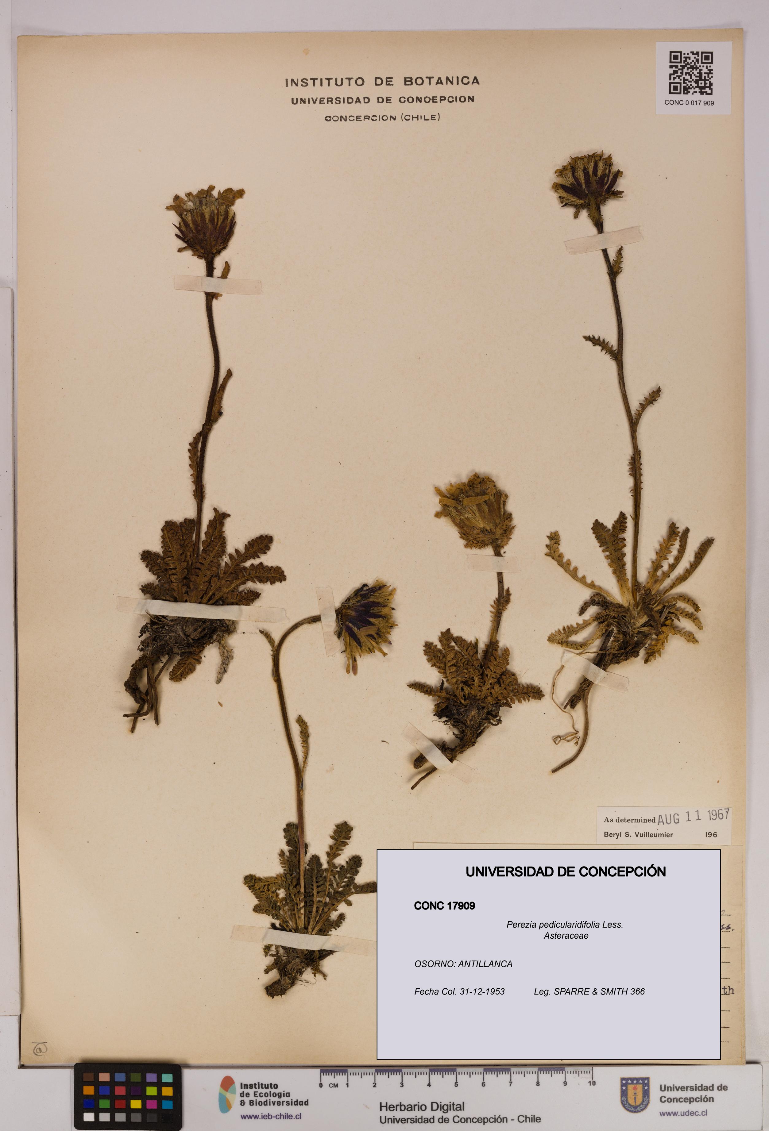 Perezia pedicularidifolia [Espécimen: UDEC:CONC:0017909]