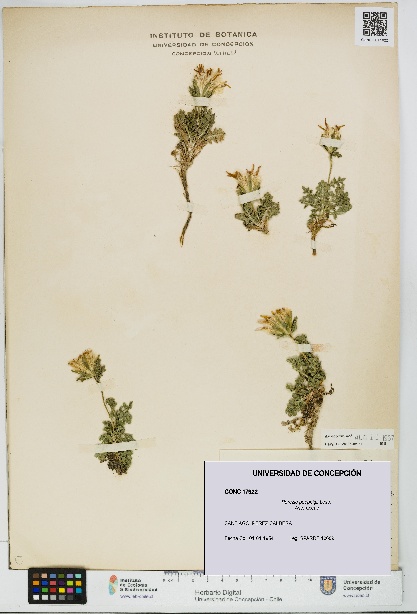 Perezia poeppigii [Espécimen: UDEC:CONC:0017922]