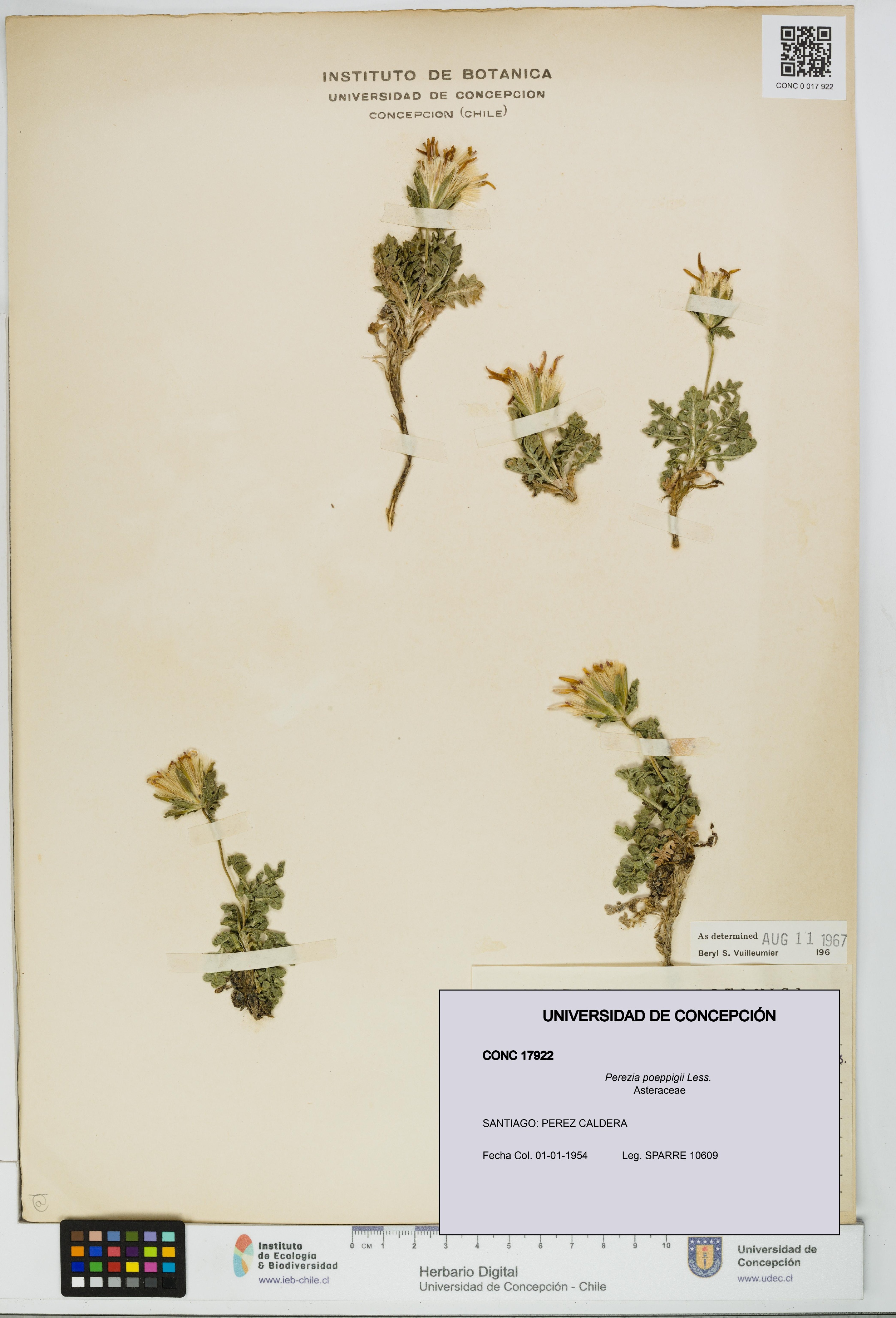Perezia poeppigii [Espécimen: UDEC:CONC:0017922]