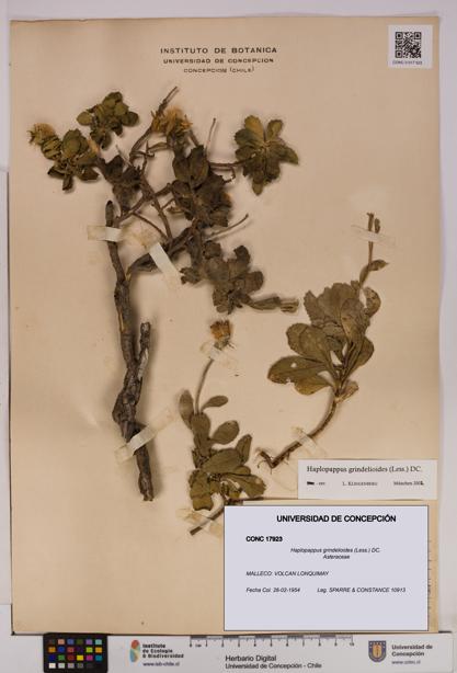 Haplopappus grindelioides [Espécimen: UDEC:CONC:0017923]