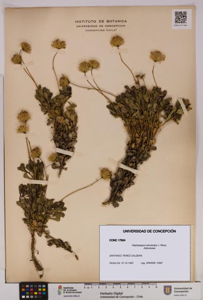 Haplopappus arbutoides [Espécimen: UDEC:CONC:0017924]