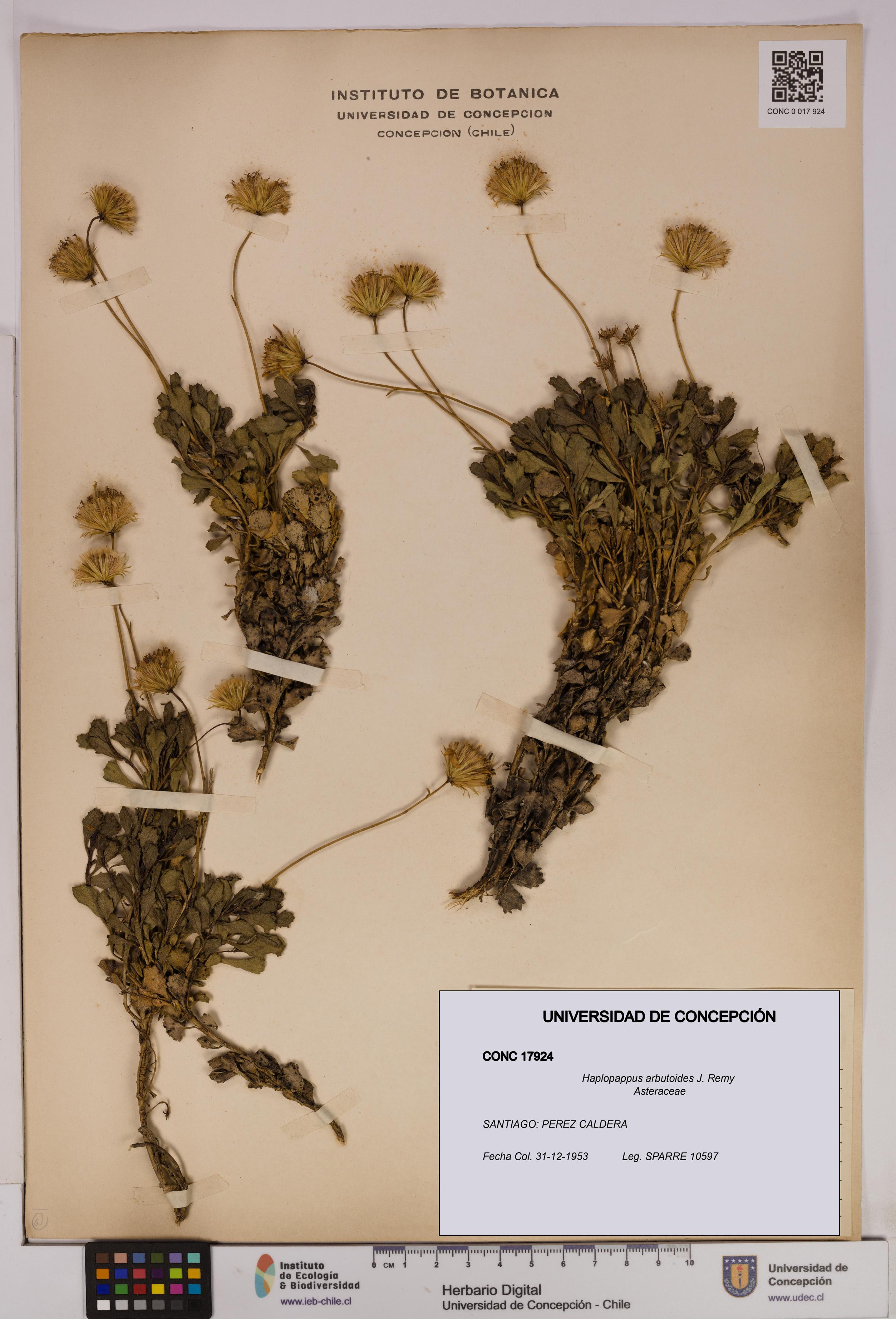 Haplopappus arbutoides [Espécimen: UDEC:CONC:0017924]