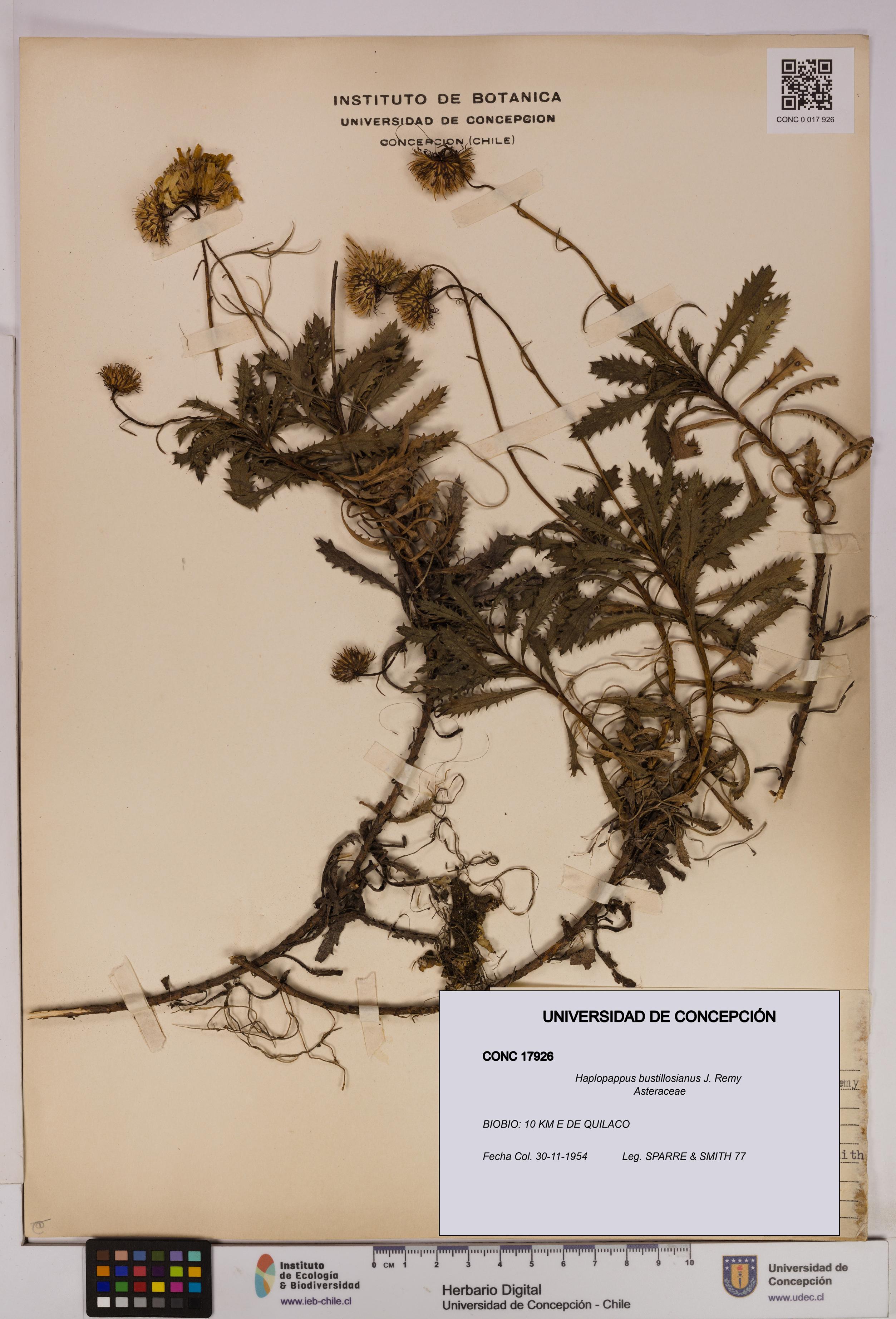 Haplopappus bustillosianus [Espécimen: UDEC:CONC:0017926]