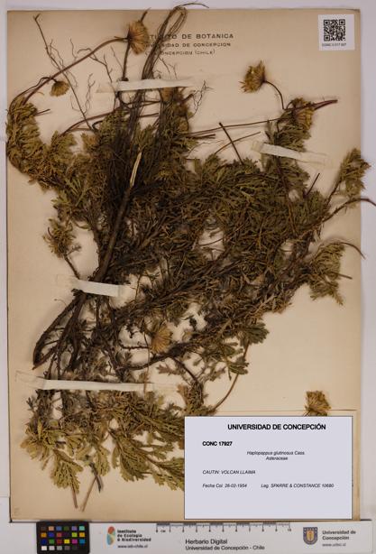 Haplopappus glutinosus [Espécimen: UDEC:CONC:0017927]