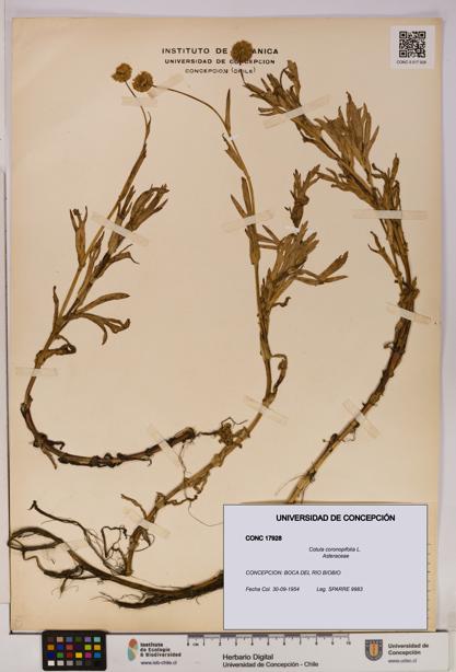 Cotula coronopifolia [Espécimen: UDEC:CONC:0017928]
