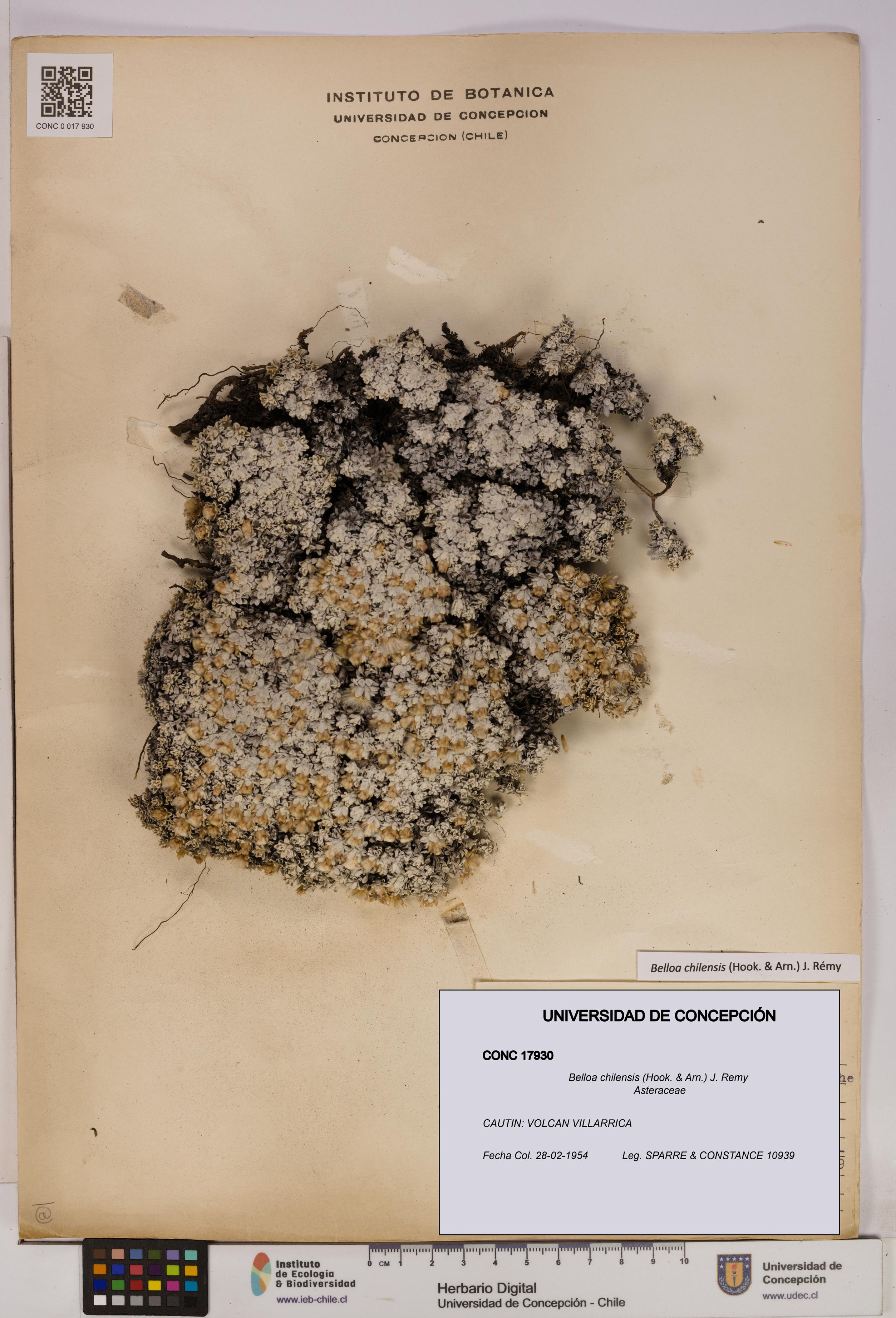 Belloa chilensis [Espécimen: UDEC:CONC:0017930]