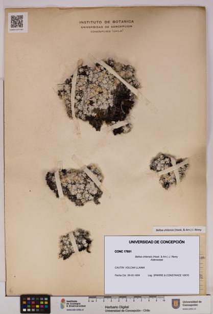 Belloa chilensis [Espécimen: UDEC:CONC:0017931]