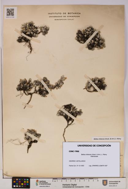 Belloa chilensis [Espécimen: UDEC:CONC:0017932]