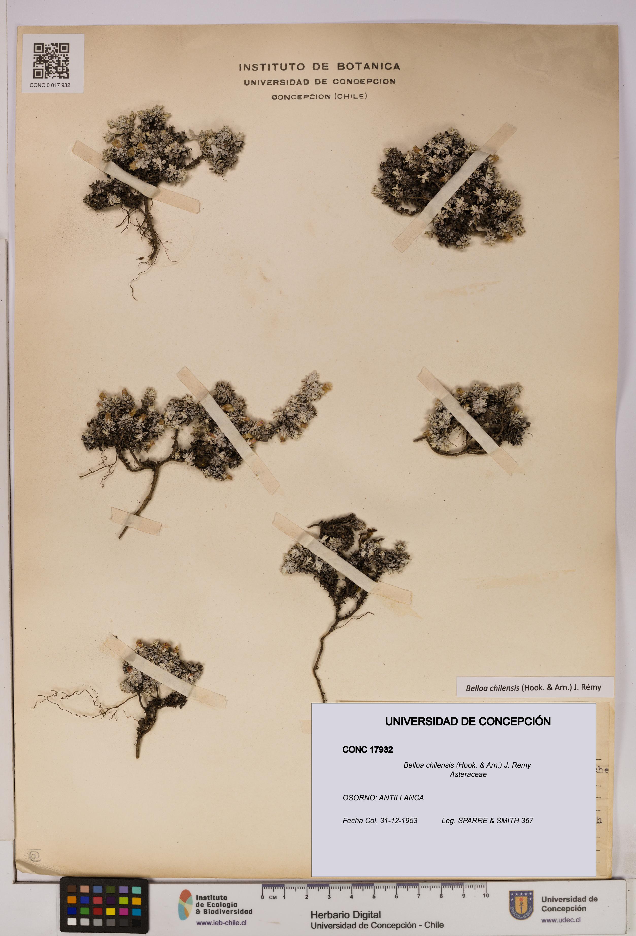 Belloa chilensis [Espécimen: UDEC:CONC:0017932]