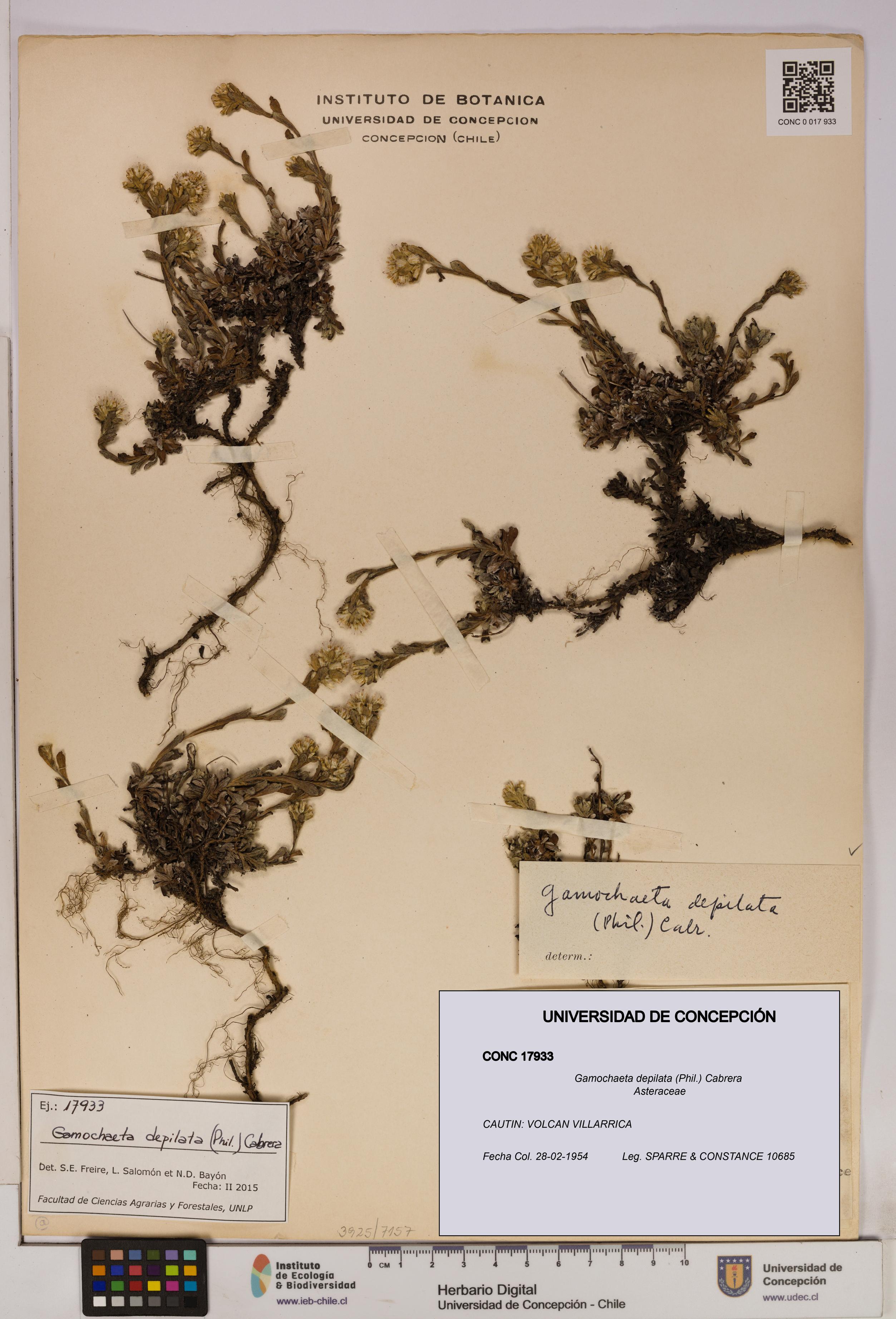 Gamochaeta depilata [Espécimen: UDEC:CONC:0017933]