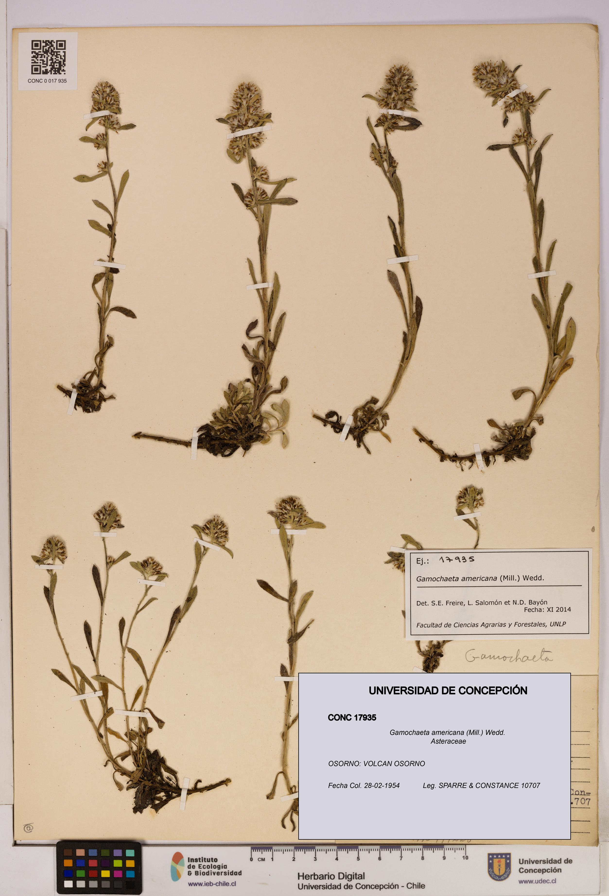 Gamochaeta americana [Espécimen: UDEC:CONC:0017935]