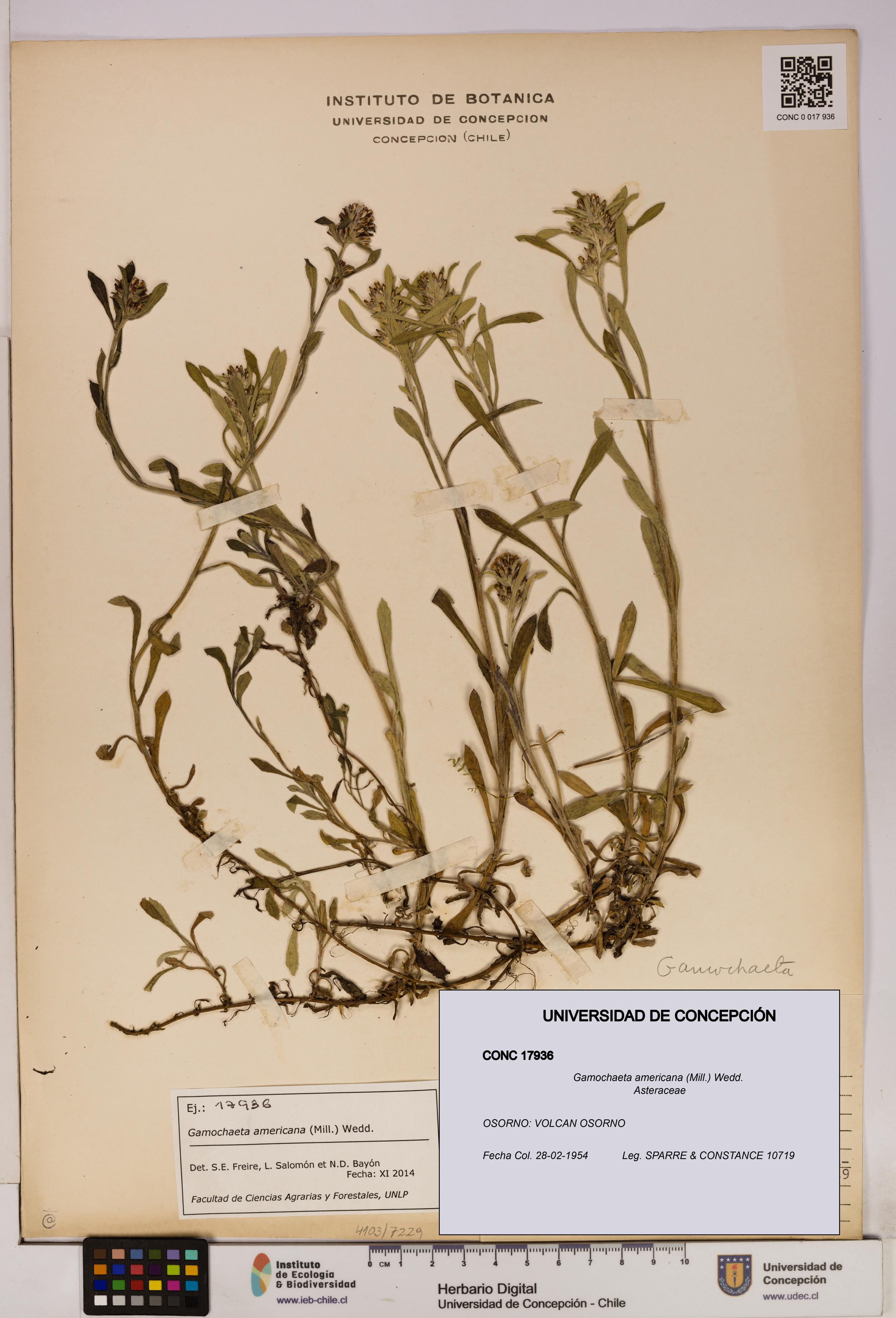 Gamochaeta americana [Espécimen: UDEC:CONC:0017936]