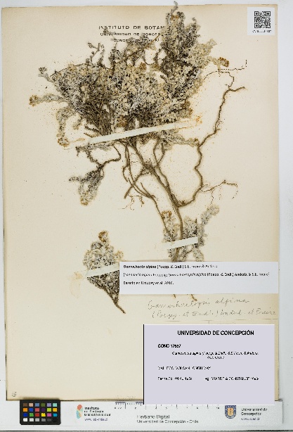 Gamochaeta alpina [Espécimen: UDEC:CONC:0017937]