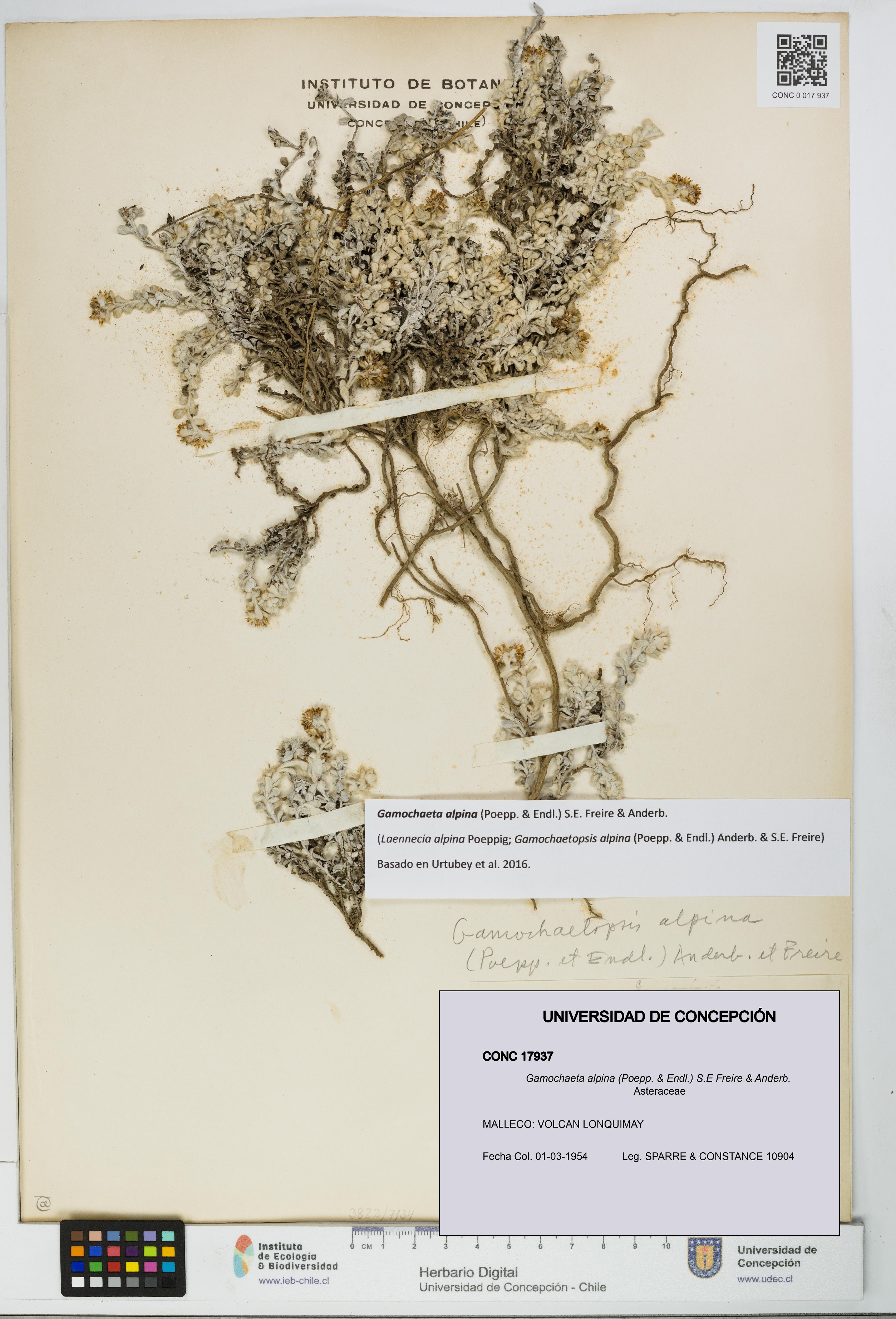 Gamochaeta alpina [Espécimen: UDEC:CONC:0017937]