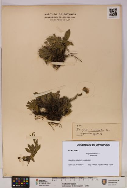 Erigeron andicola [Espécimen: UDEC:CONC:0017941]