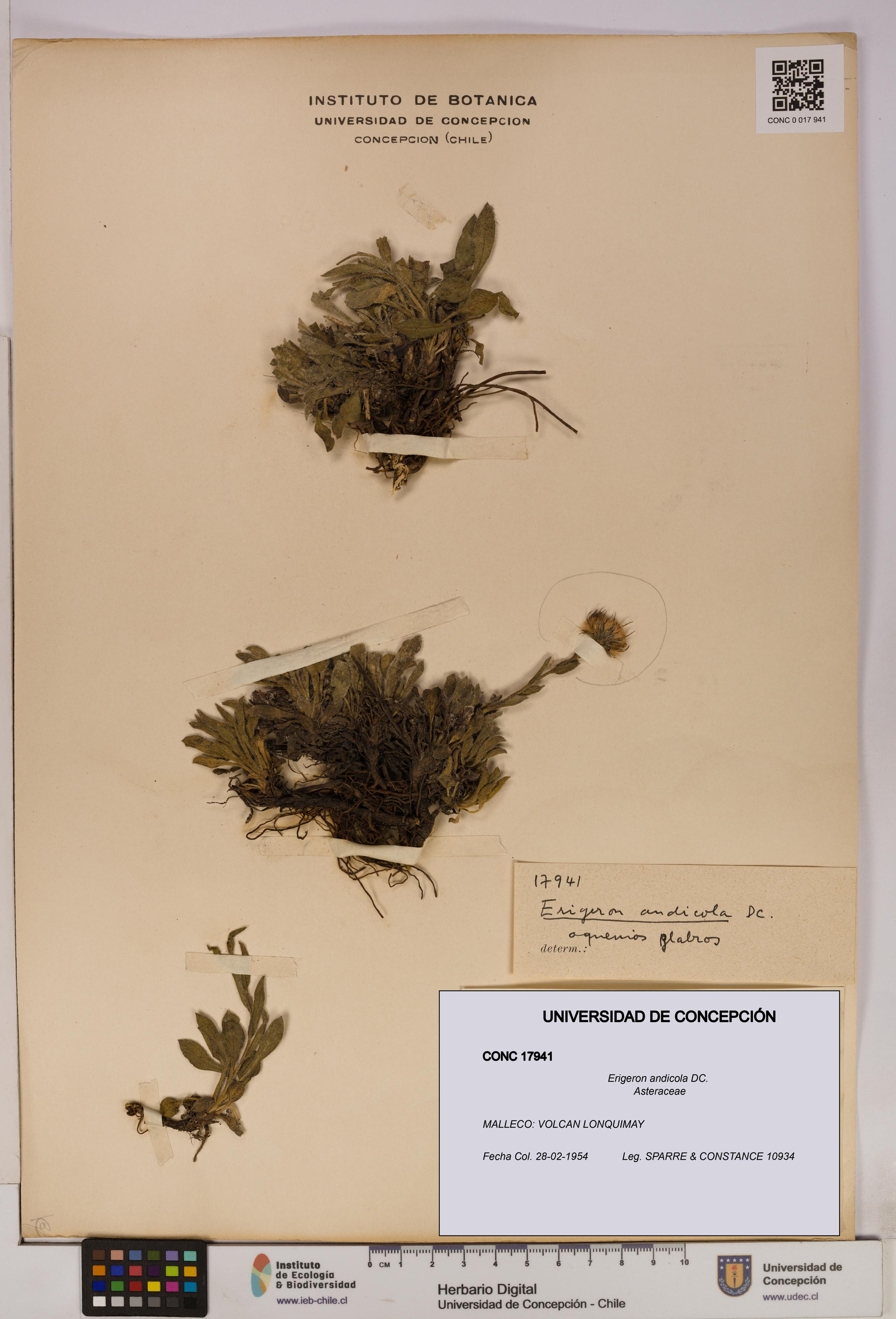 Erigeron andicola [Espécimen: UDEC:CONC:0017941]