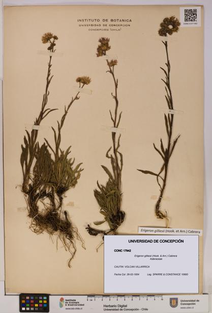 Erigeron gilliesii [Espécimen: UDEC:CONC:0017942]