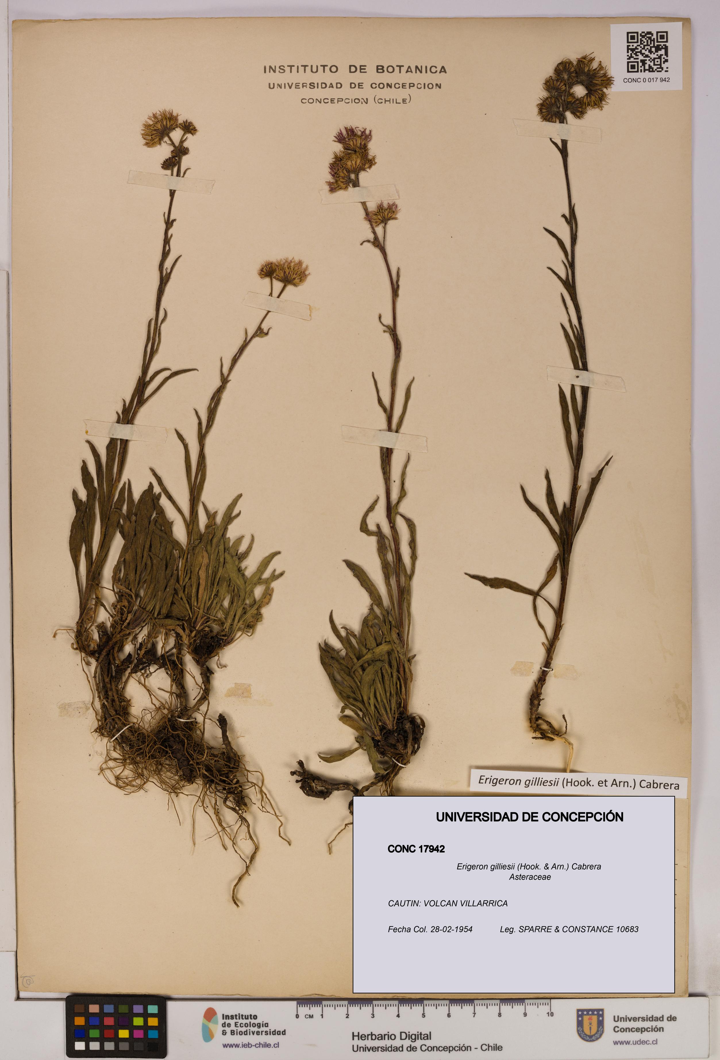 Erigeron gilliesii [Espécimen: UDEC:CONC:0017942]