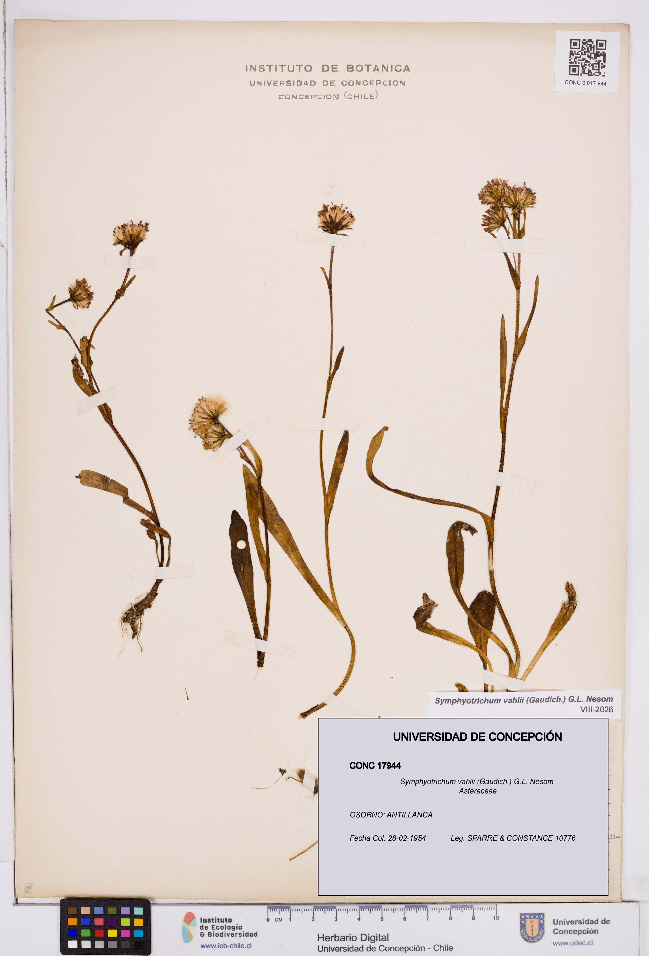 Symphyotrichum vahlii [Espécimen: ]