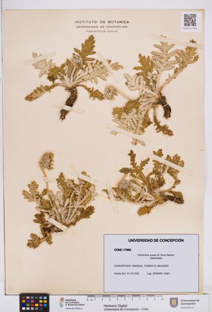 Trichocline aurea [Espécimen: ]