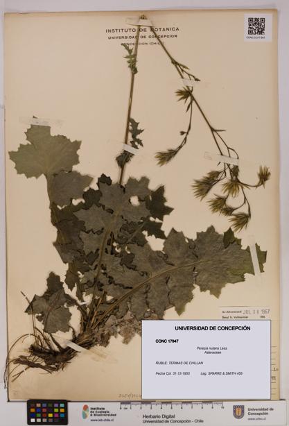 Perezia nutans [Espécimen: UDEC:CONC:0017947]