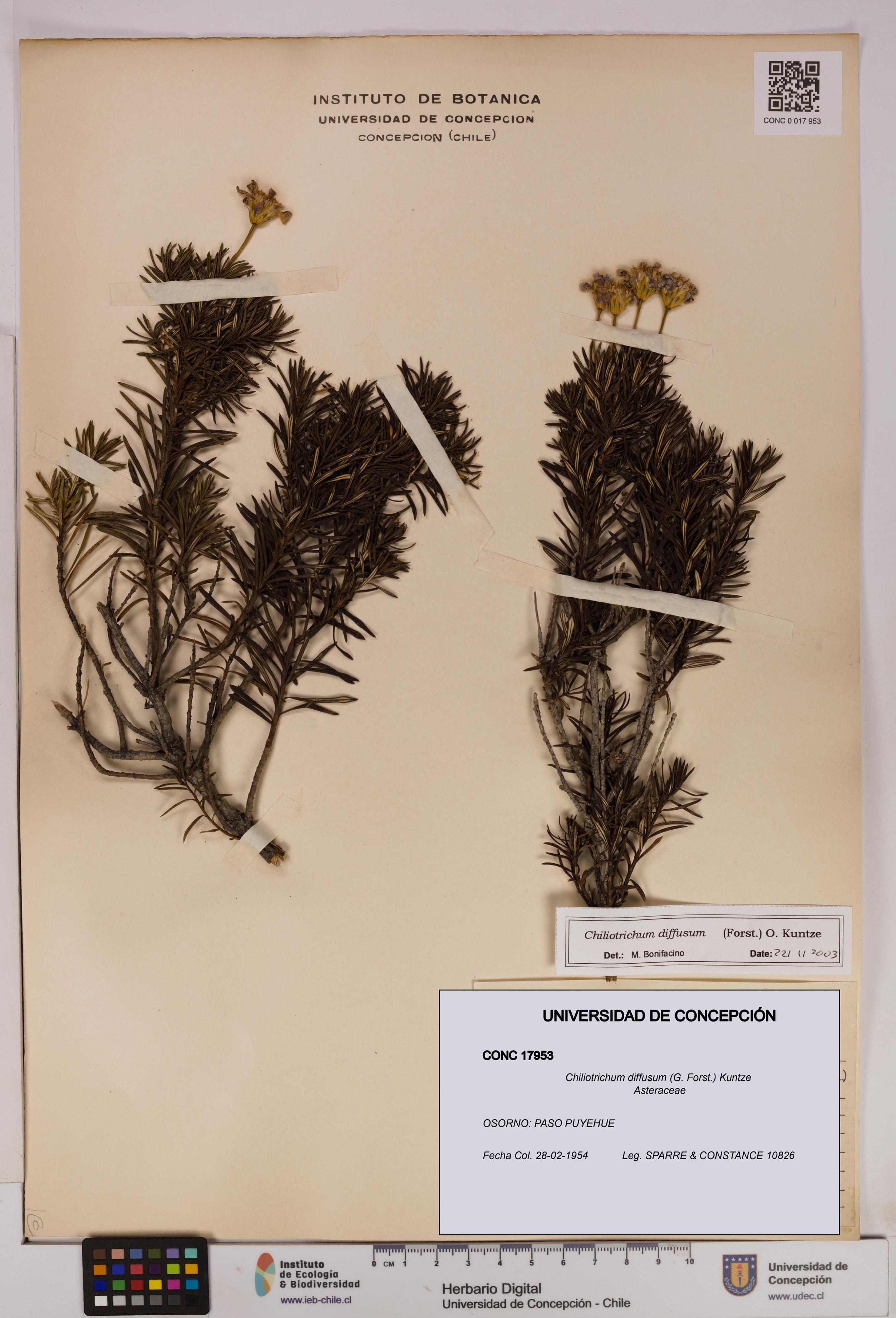 Chiliotrichum diffusum [Espécimen: UDEC:CONC:0017953]