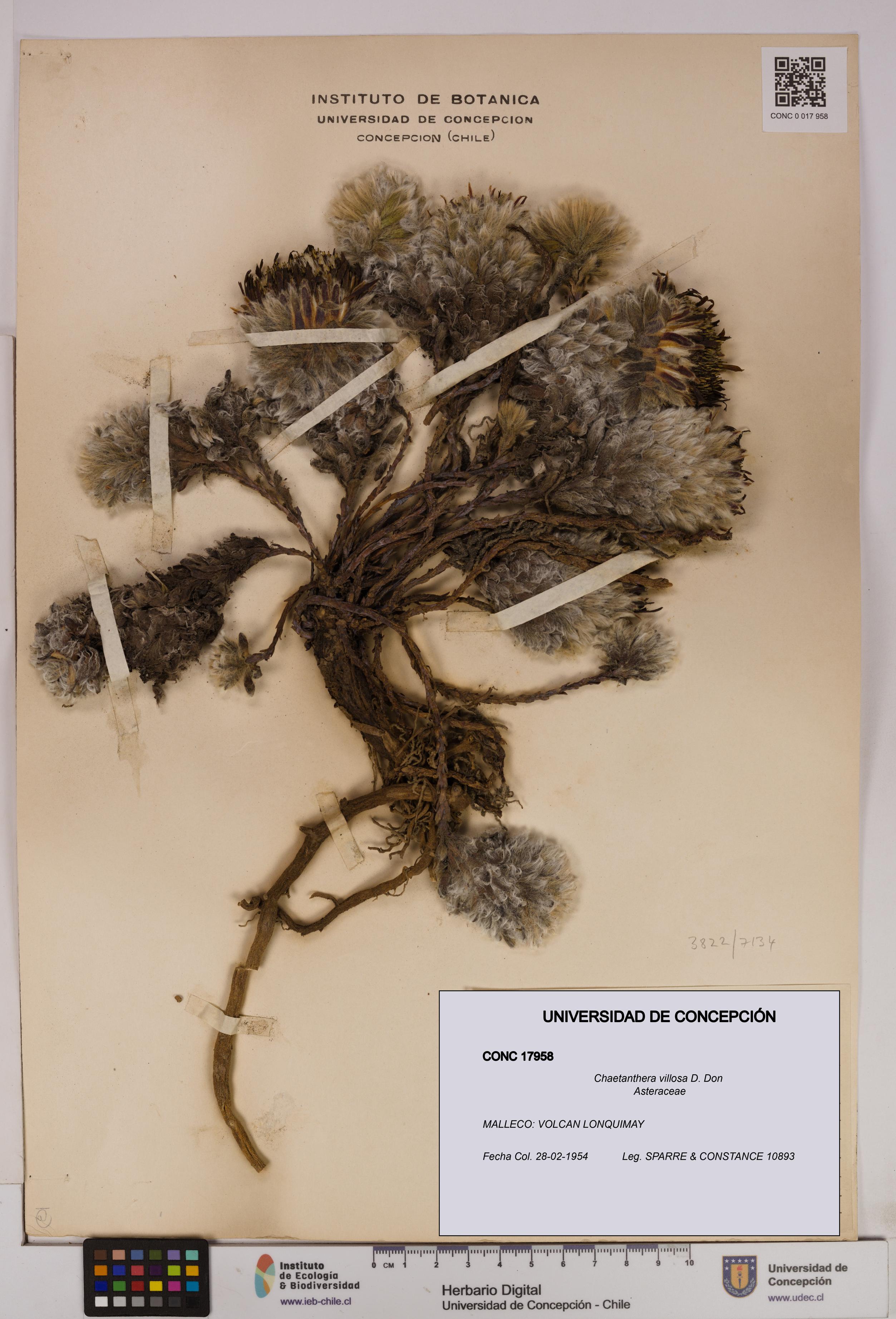 Chaetanthera villosa [Espécimen: UDEC:CONC:0017958]