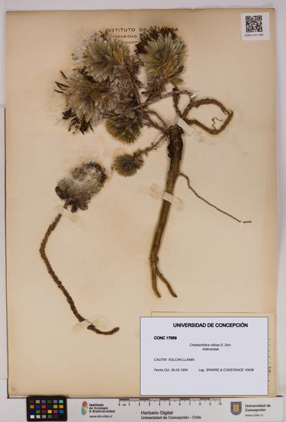 Chaetanthera villosa [Espécimen: UDEC:CONC:0017959]