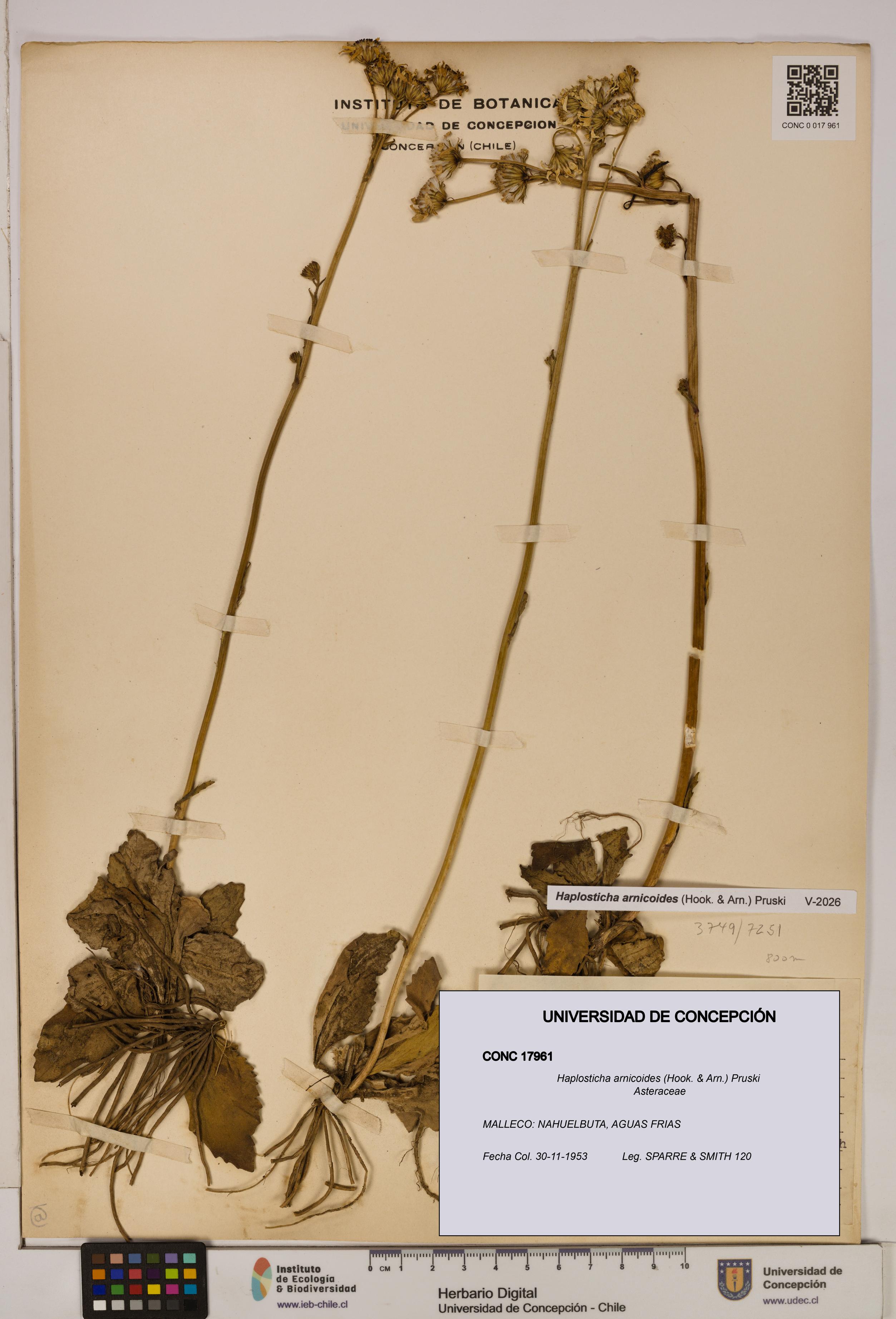 Haplosticha arnicoides [Espécimen: UDEC:CONC:0017961]