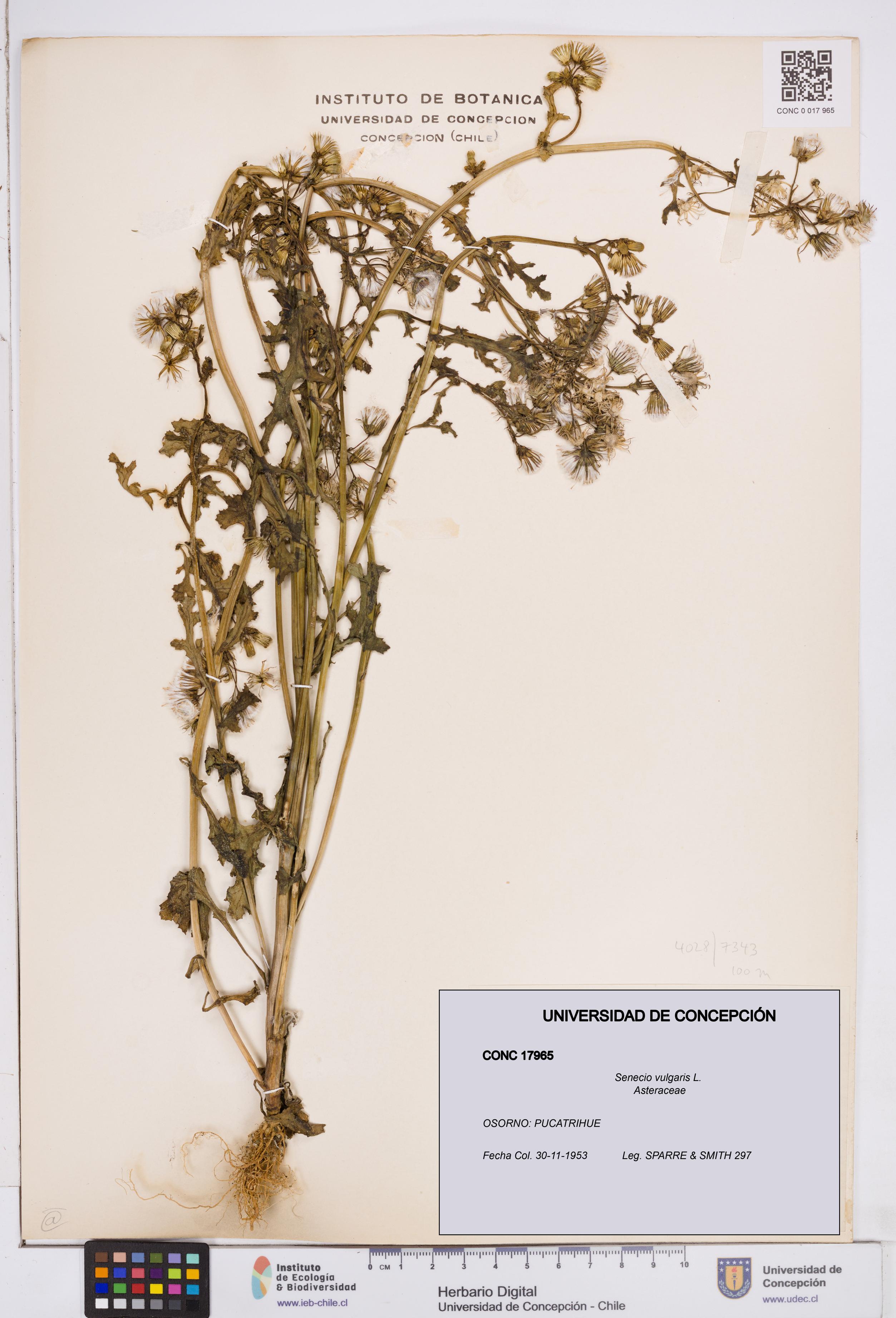 Senecio vulgaris [Espécimen: ]