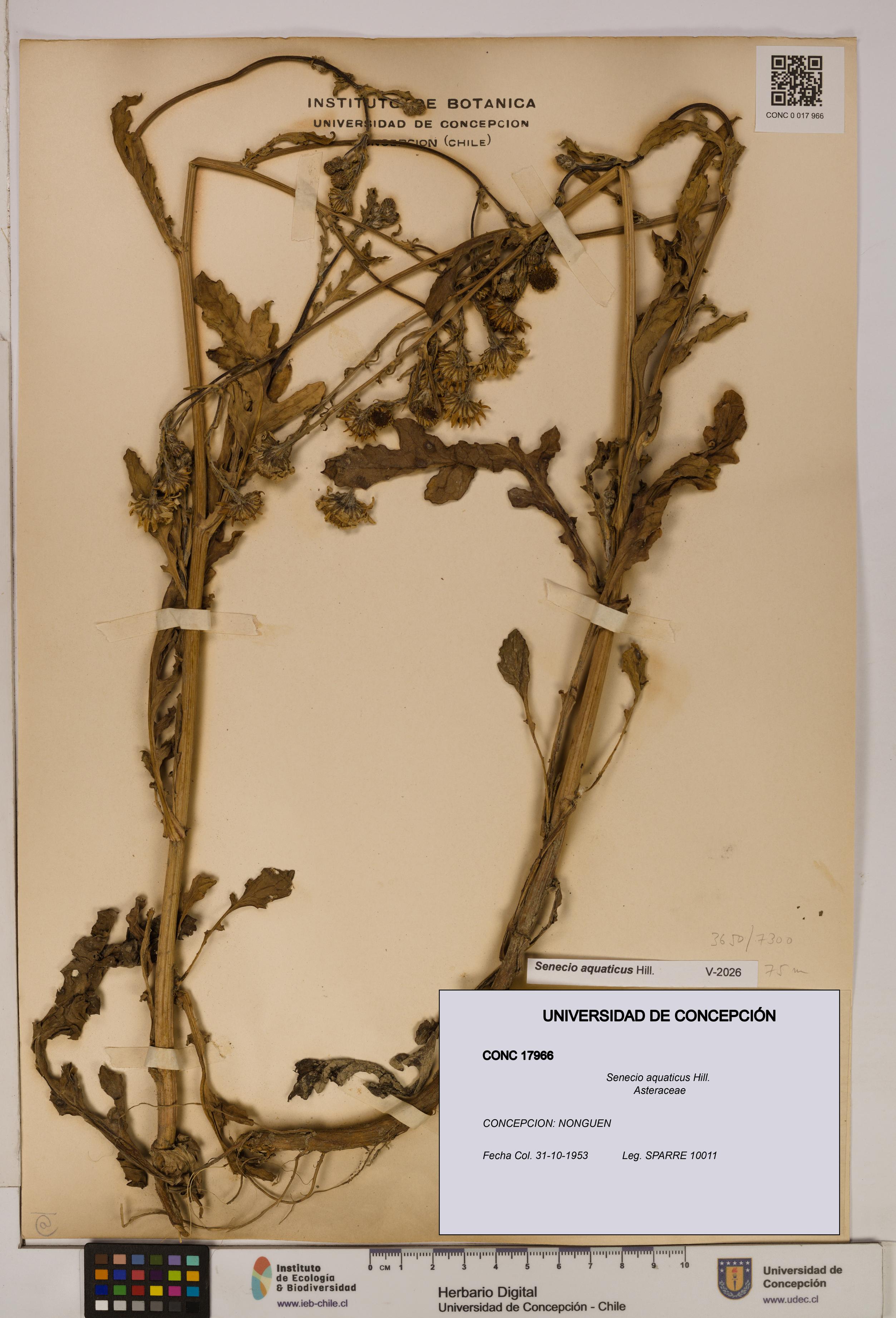 Senecio aquaticus [Espécimen: UDEC:CONC:0017966]