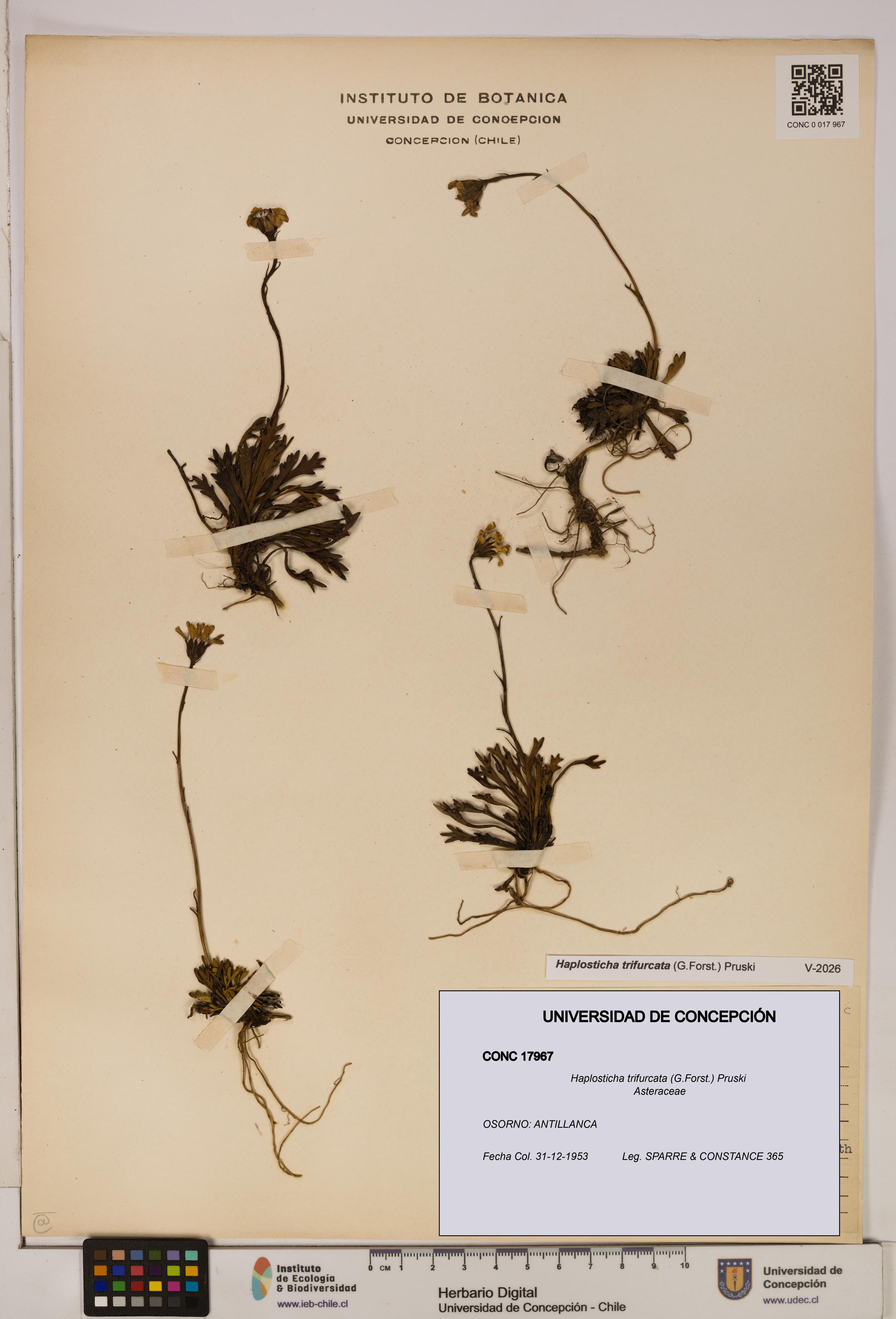Haplosticha trifurcata [Espécimen: UDEC:CONC:0017967]