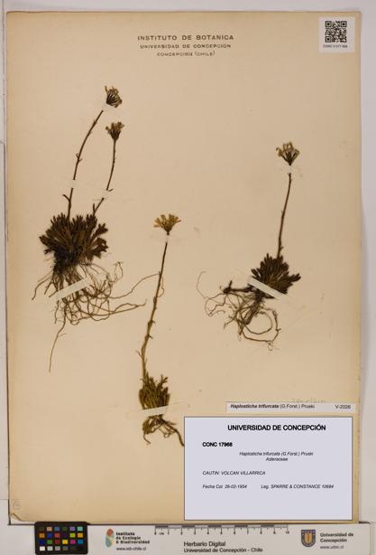 Haplosticha trifurcata [Espécimen: UDEC:CONC:0017968]
