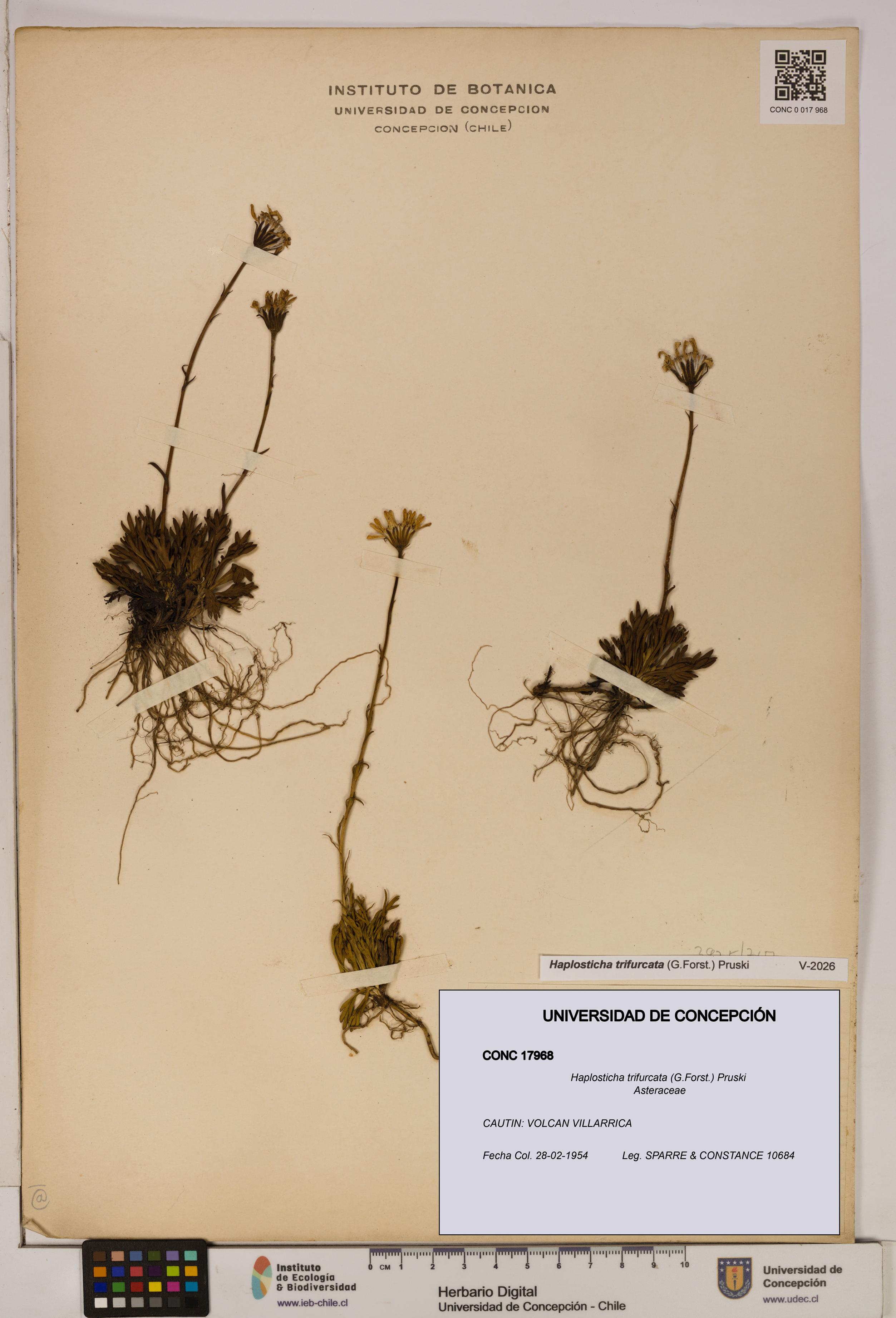 Haplosticha trifurcata [Espécimen: UDEC:CONC:0017968]