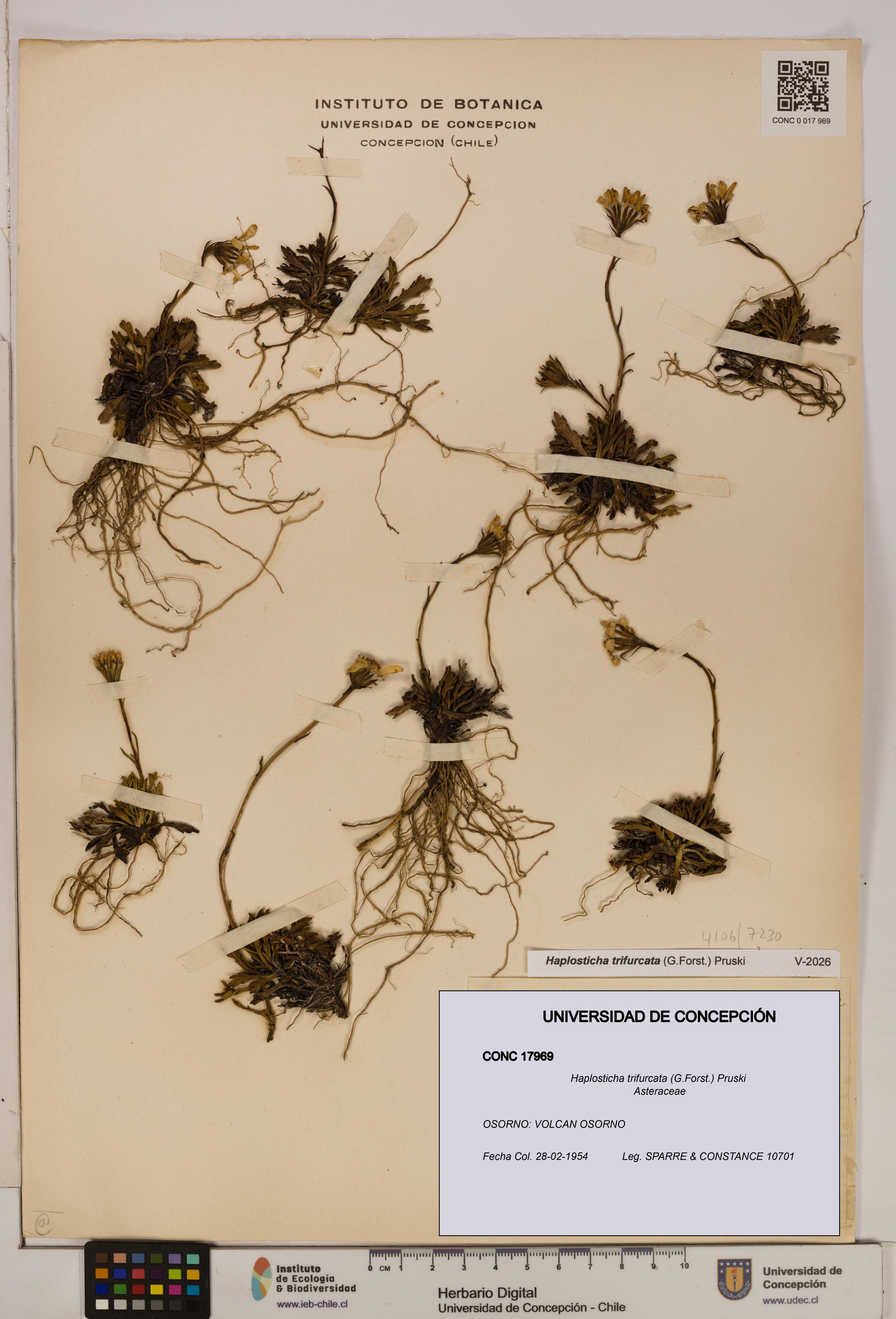 Haplosticha trifurcata [Espécimen: UDEC:CONC:0017969]