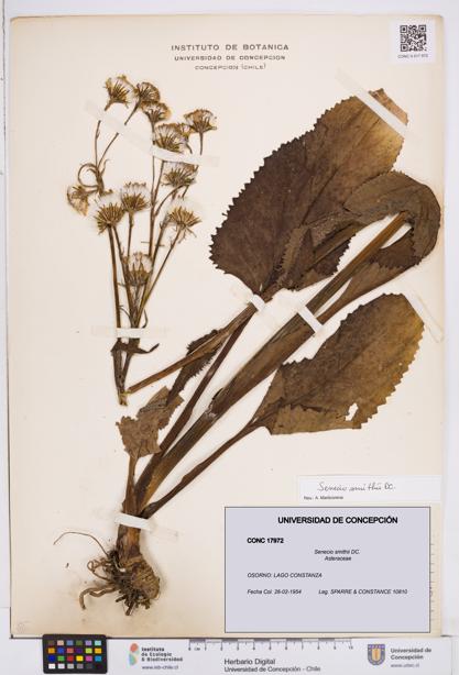 Senecio smithii [Espécimen: ]