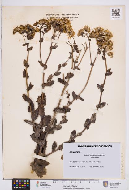 Senecio nigrescens [Espécimen: ]