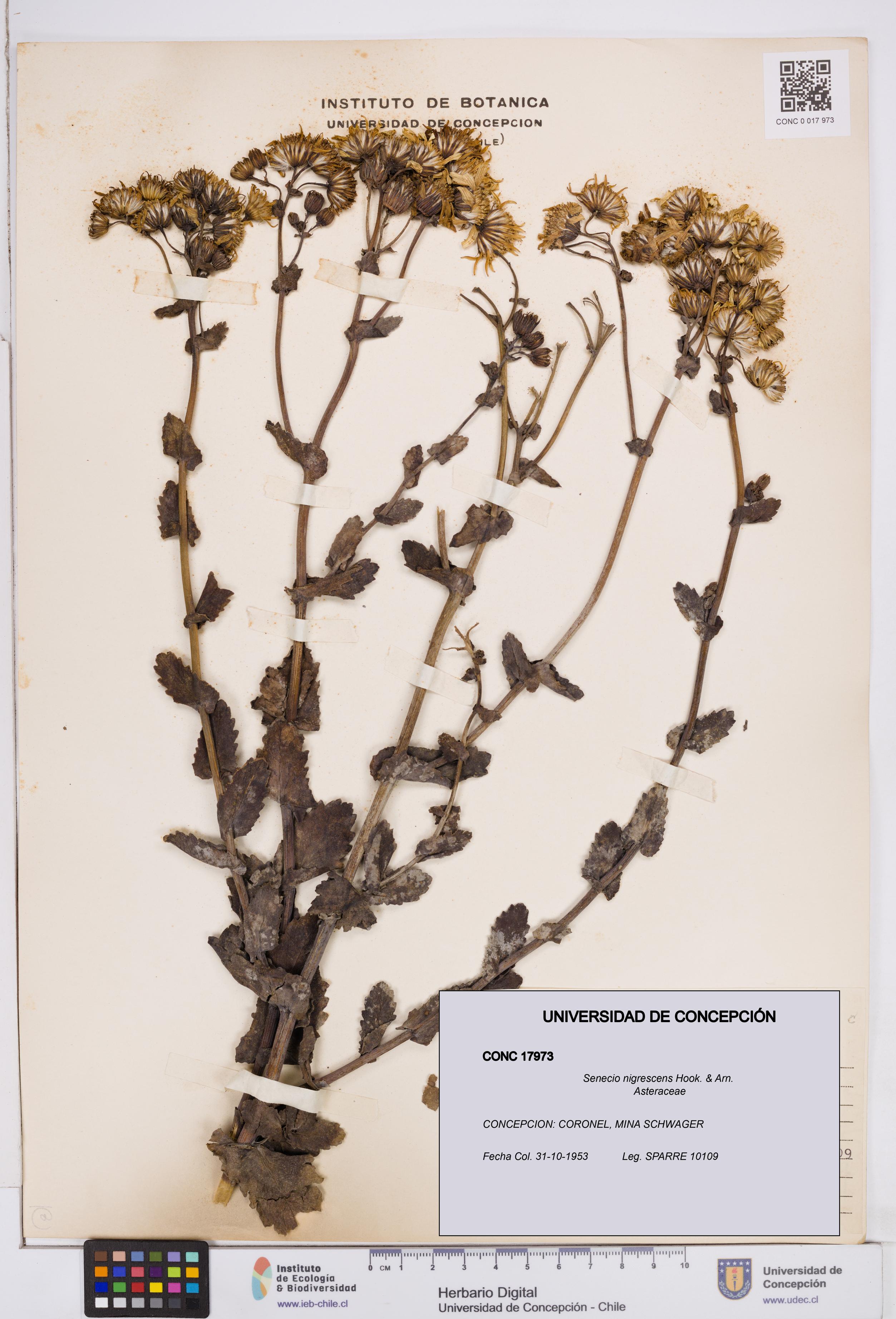 Senecio nigrescens [Espécimen: ]